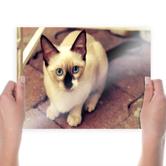 Cute White Cat  Art Poster Print  24x18 inch