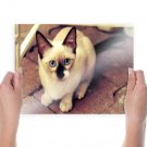 Cute White Cat  Art Poster Print  24x18 inch