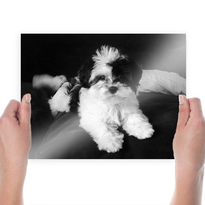 Shih Tzu Puppy  Art Poster Print  24x18 inch