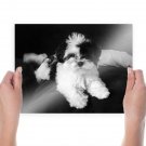 Shih Tzu Puppy  Art Poster Print  24x18 inch