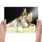 Cute Cat In Basket Desktop  Art Poster Print  24x18 inch