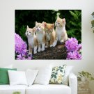 Curious Kittens  Art Poster Print  24x18 inch