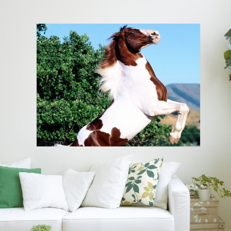 Pinto Horse  Art Poster Print  24x18 inch