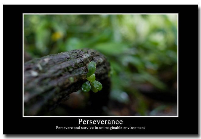PERSEVERANCE Motivational Quotes Art Poster Home Decor 32x24