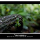 PERSEVERANCE Motivational Quotes Art Poster Home Decor 32x24