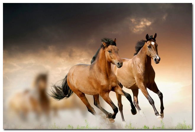 Horse Running Art Poster Animals Lanscape Pictures 32x24