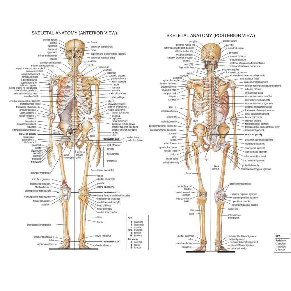 Skeletal System Anatomical Chart Poster Medical Science 32x24