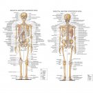 Skeletal System Anatomical Chart Poster Medical Science 32x24