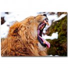 Angry Lion Shout Africa Wild Animals Poster 32x24