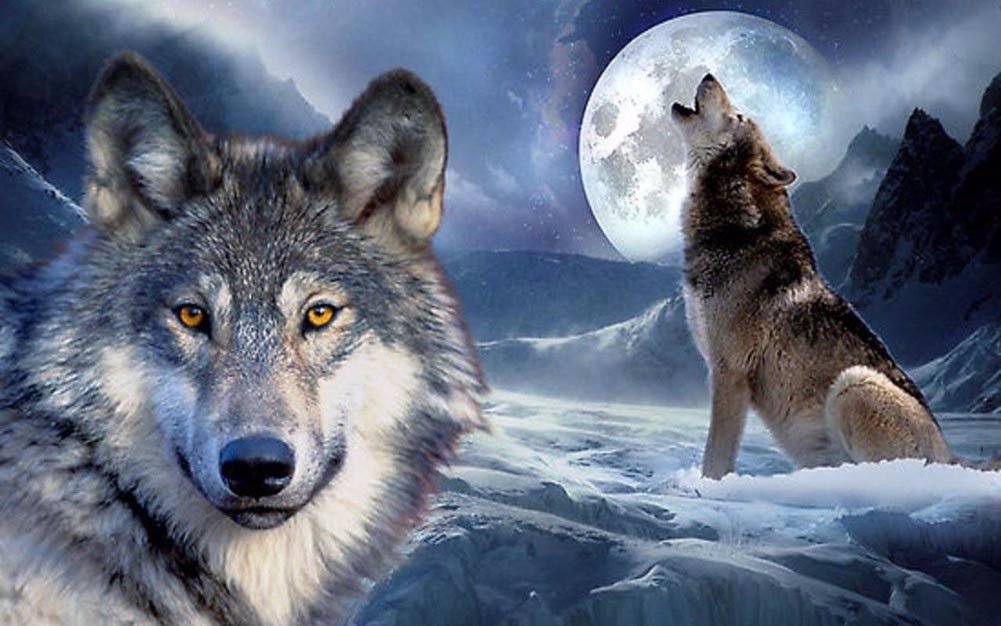 Wolf Wild Nature Animals Art 32x24 Poster Decor