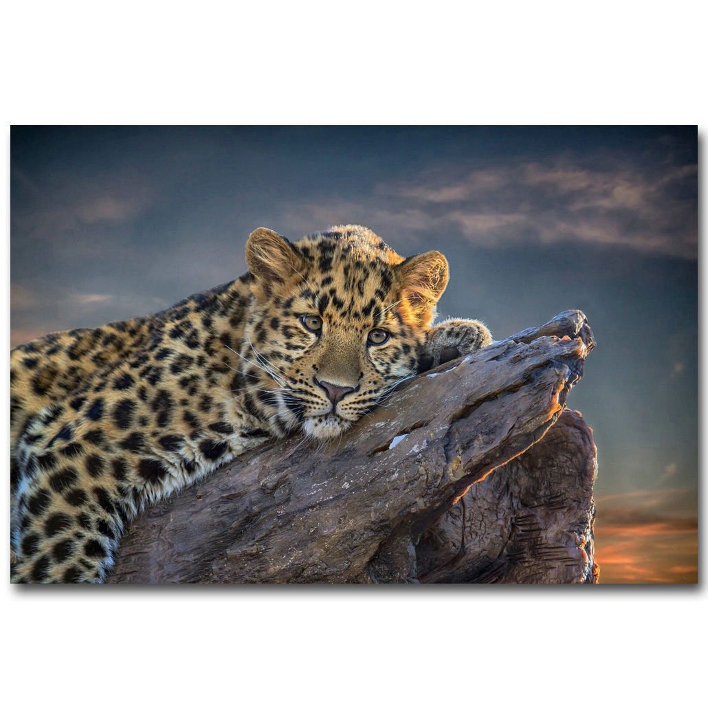 Cute Leopard Africa Wild Animals Poster 32x24