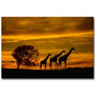Giraffe Wild Animals Africa Sunset Landscape Art Poster 32x24