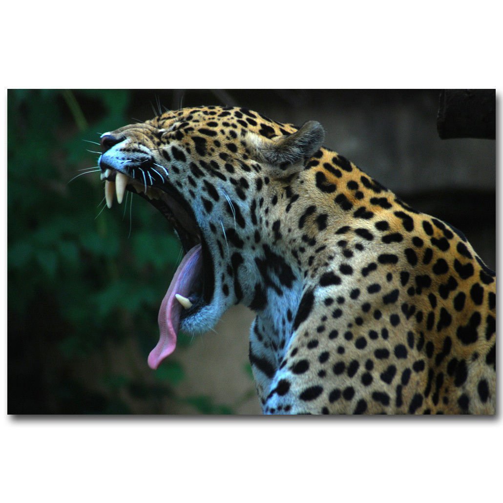 Angry Leopard Africa Wild Animals Poster 32x24