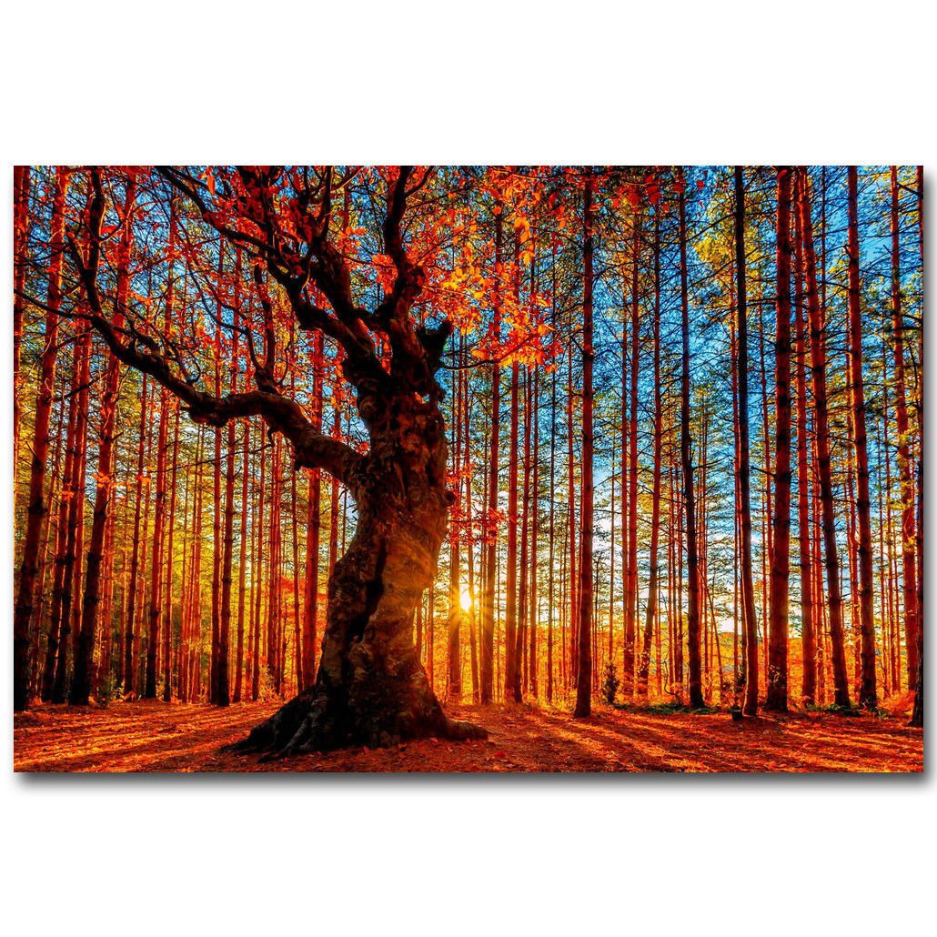 Autumn Forest Path Sunshine Landscape Poster Print 32x24