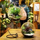 Micro Landscape DIY Plant Glass Hanging Ball (12cm dia.) With Iron Rack (24cm)