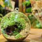 Micro Landscape DIY Plant Glass Hanging Ball (12cm dia.) With Iron Rack (24cm)