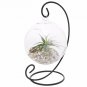 Gift Set! 1 Micro Landscape Suspension C Shaped Hob Iron Rack plus 1 Ball Shape Glass