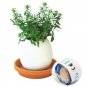 Lucky Egg Pot Plant EGGLING CRACK & GROW! - Mint, Basil, Wild Strawberry