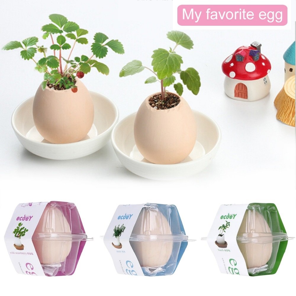 3 Pc Set!  Lucky Egg Pot Plant EGGLING CRACK & GROW! -  Mint/ Basil/Wild Strawberry