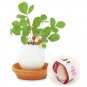 3 Pc Set!  Lucky Egg Pot Plant EGGLING CRACK & GROW! -  Mint/ Basil/Wild Strawberry
