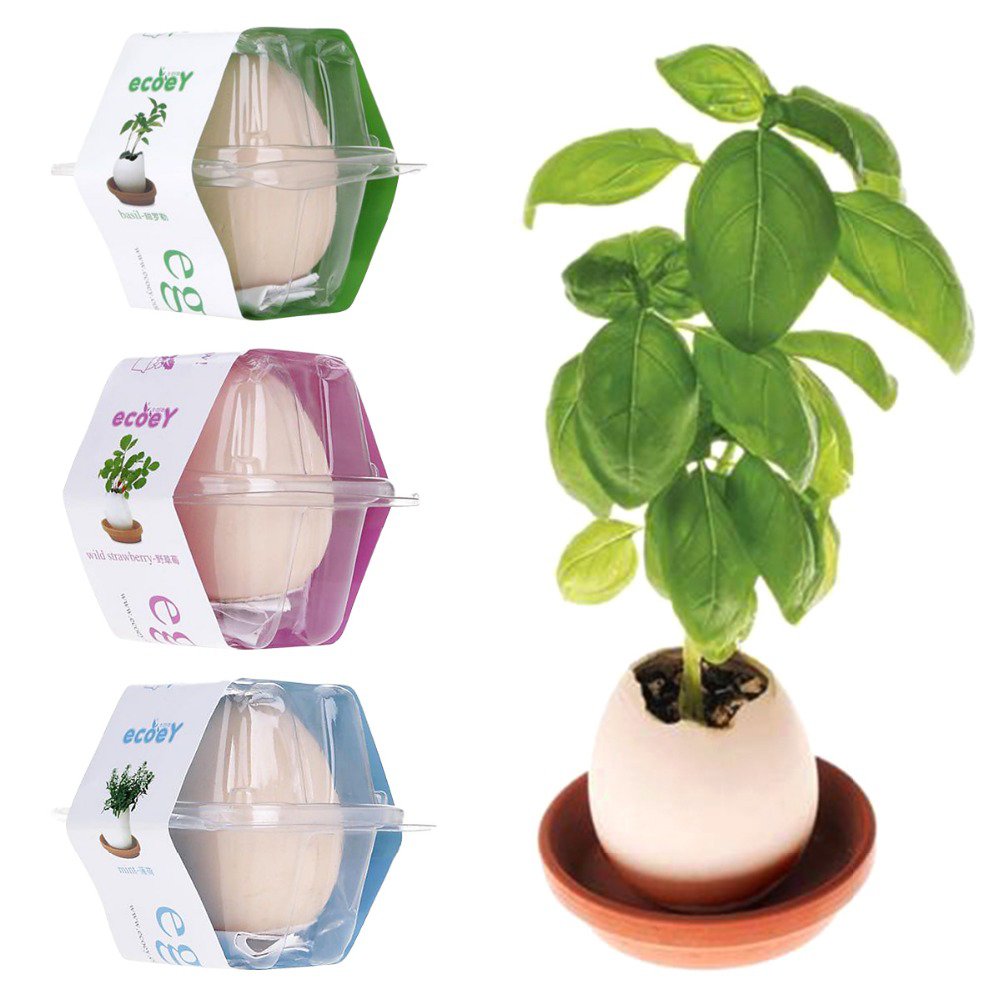 LUCKY POT PLANT EGGLING CRACK & GROW! - Mint, Basil, Wild Strawberry