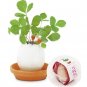 Lucky Egg Pot Plant EGGLING CRACK & GROW! - Mint/ Basil/Wild Strawberry