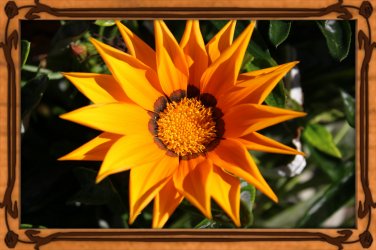 Flower003