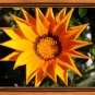 Flower003