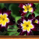 Flower005