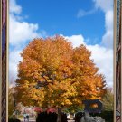 trees008