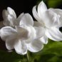 Chinese 100pcs seeds white Jasmines seeds Sweet soul for Bonsai plants