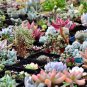 Authentic Chinese 50 seeds/pack Bonsai Succulent Plants Seeds