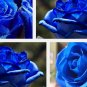 Authentic Chinese 100pcs SEEDS pcs Blue Rose Seeds