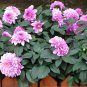 Authentic Chinese 50pcs Dahlia Seeds bonsai flower plant seeds