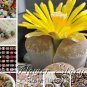 Authentic Chinese 100pcs Lithops Pseudotruncatella Plant Seed