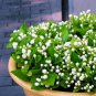20seeds/bag Jasmine seed indoor plants perennial flower Authentic Chinese seeds