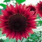 15pcs Helianthus Red Sunflower Seeds Authentic chinese seeds