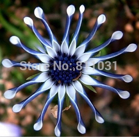 Athentic Blue Daisy hardy plants flower seeds Chinese