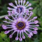 Athentic Blue Daisy hardy plants flower seeds Chinese