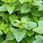 Authentic Mint Lemon Balm Herbal Chinese Herbs