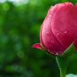 Authentic mixed 100 rose seeds/pack Colourfull rose flowers