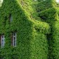 Authentic Ivy Seeds Ivy Seed Outdoor Home Decorated