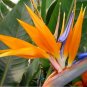 Authentic 100 pcs sorts of color Strelitzia reginae Flower seeds