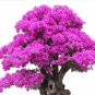 50 Pcs Authentic Bougainvillea Spectabilis Flower Seeds