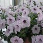 200 Pcs Authentic petunia seeds balcony Flower Seeds