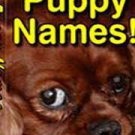 The-Big-Book-Of-Puppy-Names