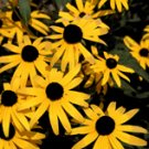 Daisy