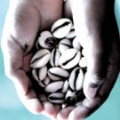 Cowry Shells