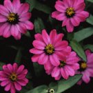 Pink & Green