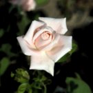 Pink Rose